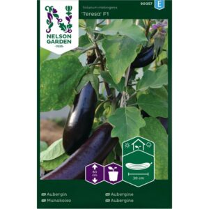 Aubergine 'Teresa' F1