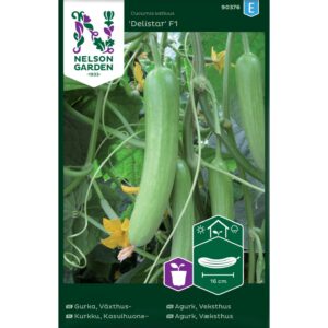Agurk, Slange-, Mini, Veksthus, 'Delistar'
