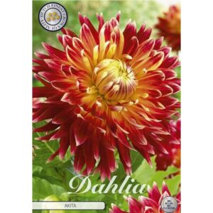 Dahlia 'Akita'
