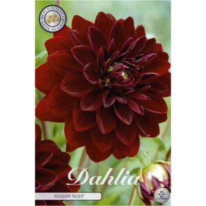 Dahlia 'Arabian Night'