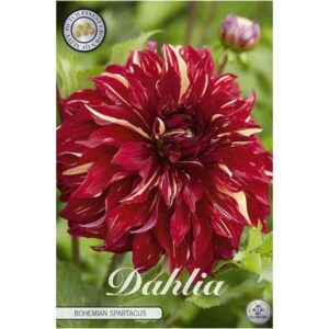 Dahlia 'Bohemian Spartacus'