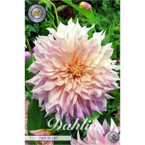 Dahlia 'Cafe au Lait'