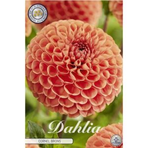 Dahlia 'Cornel Brons'