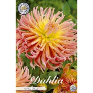 Dahlia 'Alfred Grille'