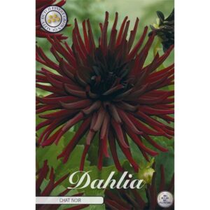 Dahlia 'Chat Noir'
