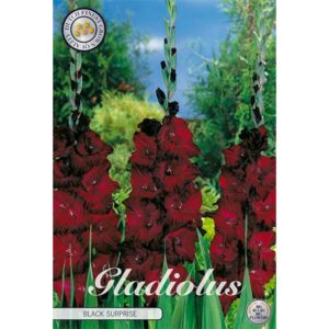 Gladiolus 'Black Surprice' x 10