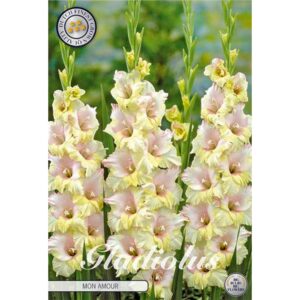 Gladiolus 'Mon Amour' x 10