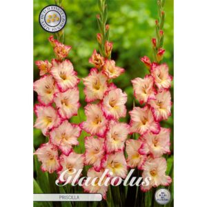 Gladiolus 'Priscilla' x 10