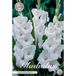 Gladiolus 'White Glory' x 10