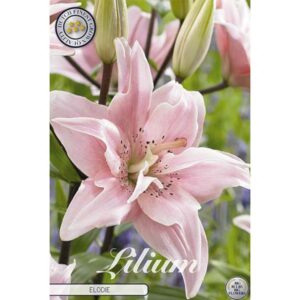 Lilium 'Elodie' x 2