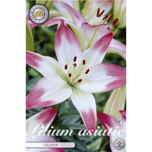 Lilium 'Lollypop' x 2