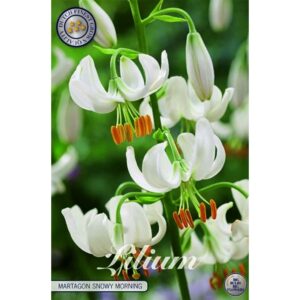 Lilium 'Snowy Morning' x 1