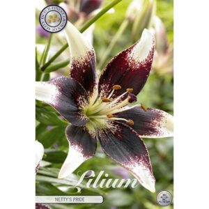 Lilium 'Netty's Pride' x 2