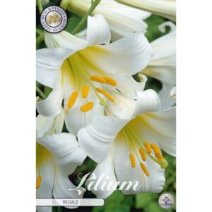 Lilium 'Regale' x 2