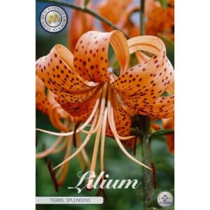 Lilium 'Splendens' x 2
