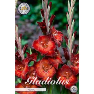 Gladiolus 'Azurro' x 10