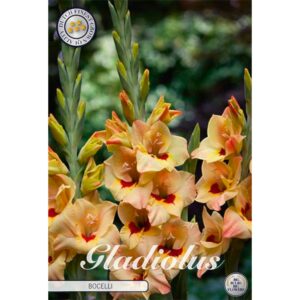 Gladiolus 'Bocelli' x 10