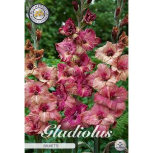 Gladiolus 'Brunette' x 10