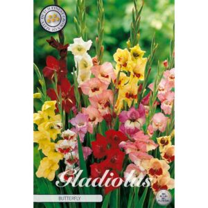 Gladiolus 'Butterfly' x 10