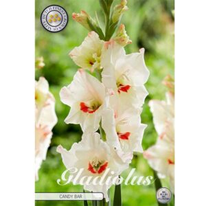 Gladiolus 'Candy Bar' x 10