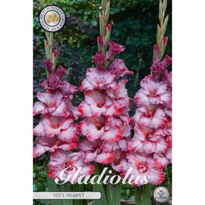 Gladiolus 'Ted's Trumpet' x 10