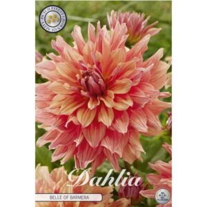 Dahlia 'Belle of Barmera'