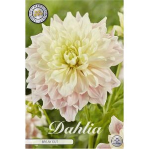 Dahlia 'Breakout'