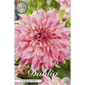 Dahlia 'Cafe au Lait Twist'