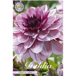 Dahlia 'Creme de Cassis'