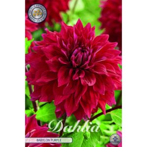Dahlia 'Babylon Purple'