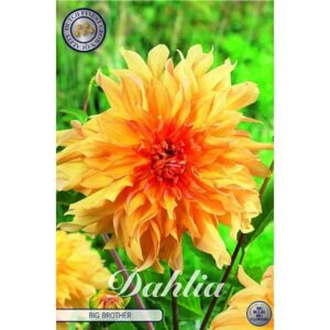 Dahlia 'Big Brother'