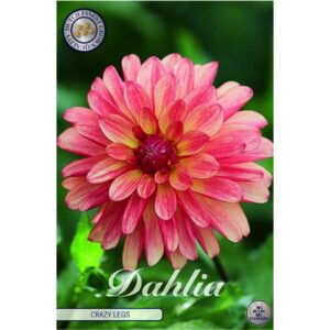 Dahlia 'Crazy Legs'