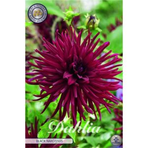 Dahlia 'Black Narcissus'