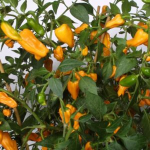 Chili 'Krebs Cheyenne'