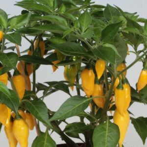 Chili 'Krebs Citron Habanero'