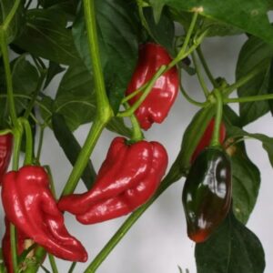 Chili 'Krebs Tapas'