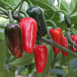 Chili 'Krebs Jalapeno'