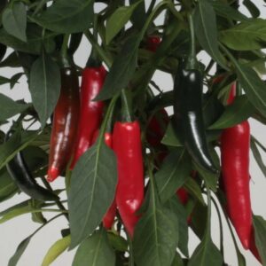 Chili 'Krebs Cayanetta'