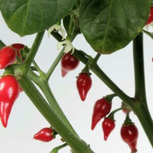 Chili 'Krebs Biquinho'