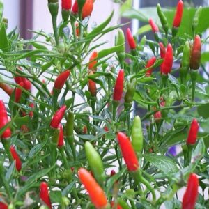 Chili 'Krebs Thai Chili'