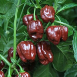 Chili 'Krebs Chocolate Scotch Bonnet'