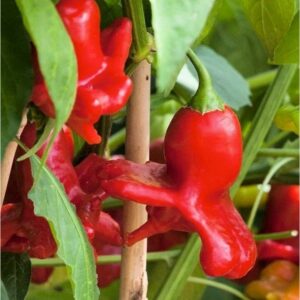 Chili 'Krebs Jamaican Bell'