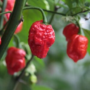 Chili 'Krebs Carolina Reaper'