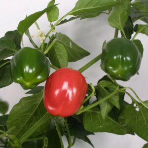 Paprika 'Krebs Bendigo'