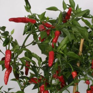 Chili 'Krebs Apache'