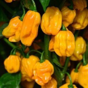 Chili 'Krebs Numex Suave Orange'