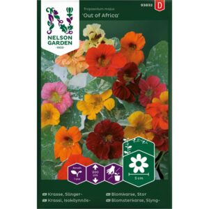 Blomkarse, Stor, 'Out of Africa'