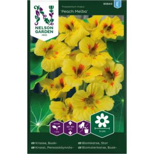 Blomkarse, Stor, 'Peach Melba'