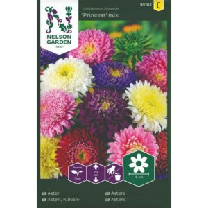 Asters, 'Princess', Mix